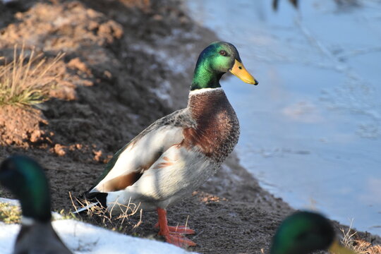 Polla Bilder Durchsuchen 1,796 Archivfotos, und Videos