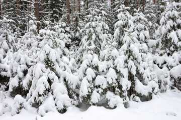 Beautiful snow covered winter forest in Russia. Nature, winter