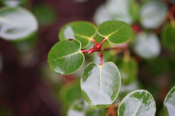 eine grüne Pflanze mit vielen grünen Blättern und einem rotem Blatt