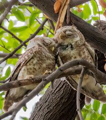 A Pair of Spotted Owl in close proximity