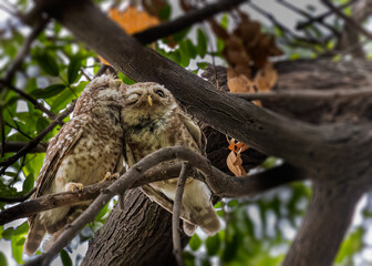 A Pair of spotted Owl caring each other