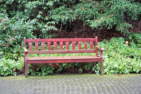 ein Mamutbaum