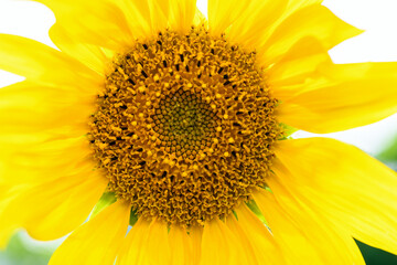 Yellow sunflower close-up on the field. Summer and autumn background