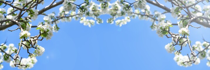 Obraz na płótnie Canvas Blooming apple tree, pear tree branches white flowers against blue sky. Spring background. Banner