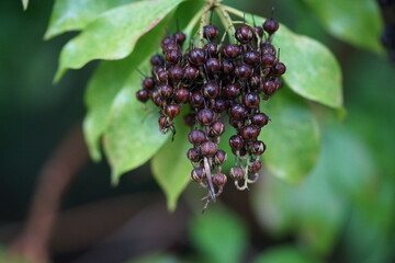 ein Rhododendron die grünen Blätter sehr nass