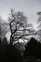 ein Baum im Winter