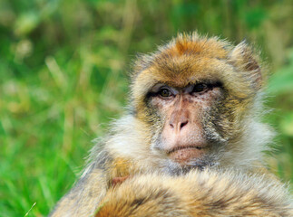 Obraz premium Close up of a Barbary Macaque Monkey against an out of focus natural green grass background