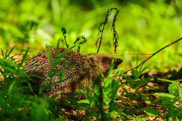 European hedgehog (Erinaceus europaeus), Bieszczady Mountains, Carpathians, Poland.