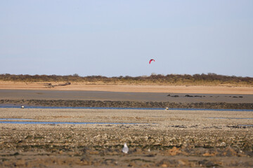 Mouette et cerf-volant se partagent la plage