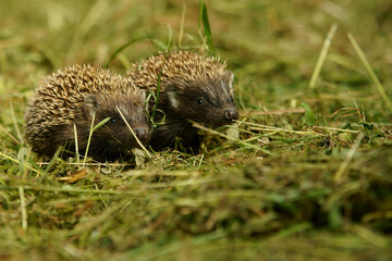 European hedgehog (Erinaceus europaeus), Bieszczady Mountains, Carpathians, Poland.
