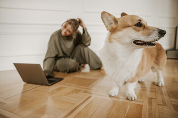 In foreground small dog of corgi breed, in background blurred woman watching video on laptop. Love for pets. Leisurely morning at home concept.