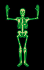 squelette, anatomie, corps, muscle, medicales, vert,  illustration, humain, os, 3-d, crâne, radiographie, os, biologie, musculaire, médecine, femme, osseux, science, santé, colonne vertébrale, gens, a