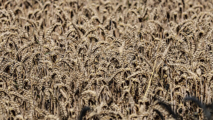 texture of the sand