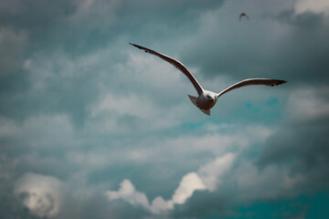 seagull in flight