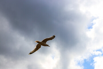 seagull in flight