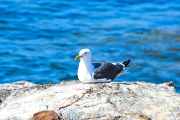 Gaivota