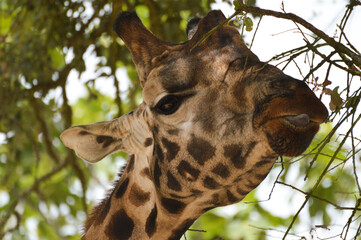 Girafa a comer