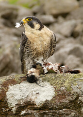 Peregrine Falcon, scientific name: Falco peregrinus, in natural rocky outcrop habitat, plucking its Lapwing prey with feather in the beak.  Close up. Vertical.  Copy space.