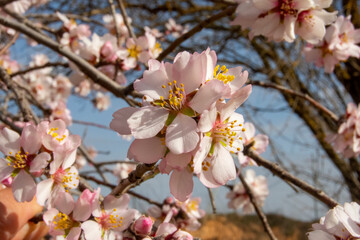 Flores de almendro