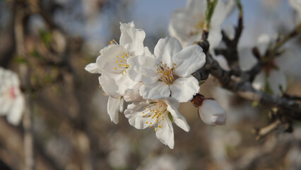 Almendros en flor de arboles silvestres abandonados en la montaña