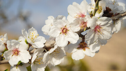 Almendros en flor de arboles silvestres abandonados en la montaña