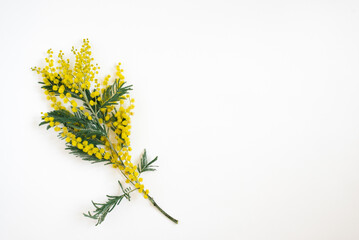 Branch of mimosa flowers on white background. Flat lay, top view.