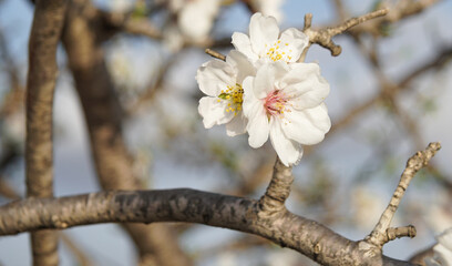 Almendros en flor de arboles silvestres abandonados en la montaña