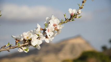 Almendros en flor de arboles silvestres abandonados en la montaña