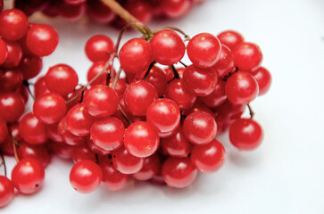 Viburnum ordinary. Bunch of viburnum with red berries close-up, ripe berries of viburnum on a white background
