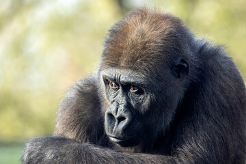 close up of a young female Western Lowland gorilla on blurred background