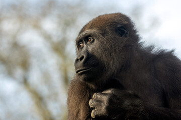 close up of a young female Western Lowland gorilla on blurred background