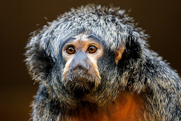 close up of a cute little monkey white-faced saki (Pithecia pithecia) monkey