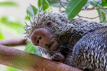 close up shot of a cute Brazilian porcupine (Coendou prehensilis) - obrazy, fototapety, plakaty