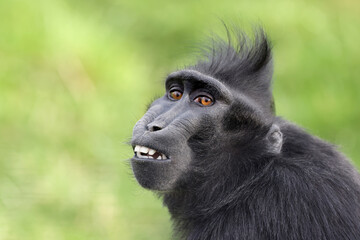 Black crested macaque ape (macaca nigra) with teeth on blurred background