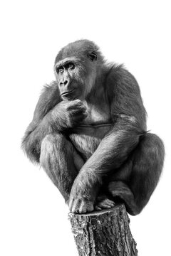 close up of a young female gorilla sitting on tree trunk