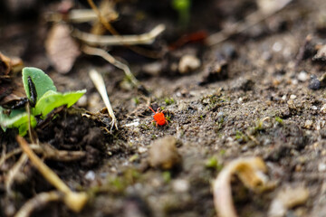 Macro of red orange mite in garden soil with moss and dirt high quality photo