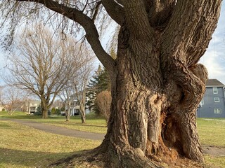 Old Twisted Oak