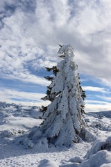 arvore coberta de neve