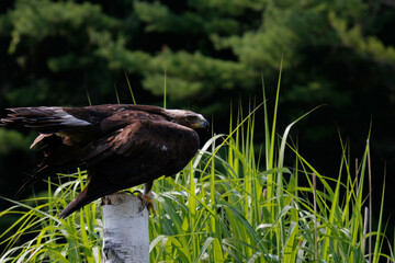 The golden eagle (Aquila chrysaetos) sitting on a rock isolated