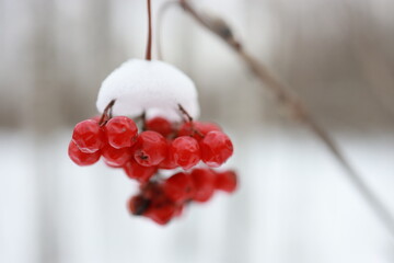 rowan berries under the snow on a white background