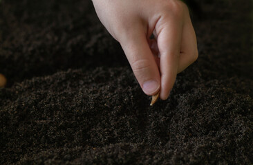 hand holding soil