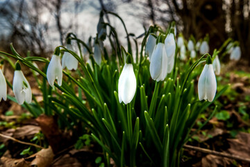 First sign of spring, closeup of wild snowdrops (Galanthus) 