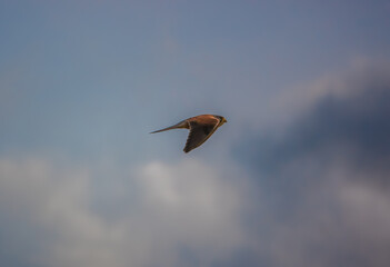 kestrel (Falco tinnunculus) on the wing in a winter sky hunting prey 