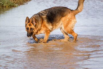 beautiful german shepherd alsation (Canis lupus familiaris) bitch plays in deep muddy water 
