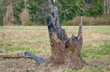 Obraz premium burnt out charcoal tree stump remains after a lightning strike 