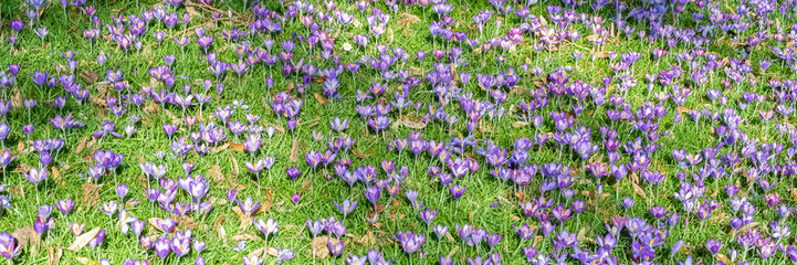 Blue crocus in the garden at the end of the winter