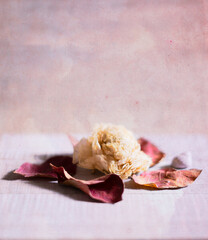 dried rose on a wooden background