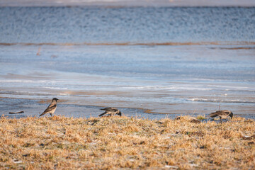 three crows on flooded meadow, Lielupe, Latvia