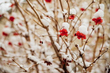 Bunches of red viburnum hang on the branches. The berries are covered with snow. Winter time of the year.