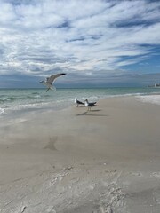 seagulls on the beach